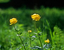 Globeflowers (Trollius eurapaeus) Sweden