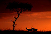 Topi male checking female scent (Damaliscus lunatus), sunset. Masai Mara, Kenya, East Africa