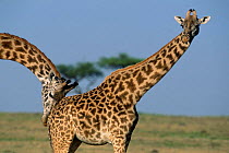 Giraffe male checking female's scent (Giraffa camelopardalis) Masai Mara, Kenya