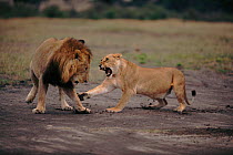 Lioness snarling at male (Panthera leo). Masai Mara, Kenya, East Africa