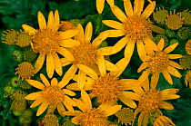 Ragwort (Jacobaea vulgaris). Scotland, UK, Europe