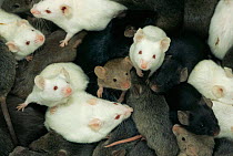 Laboratory mice (Mus musculus) showing colour variation / morphs