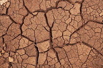 Cracked mud in drought, Cromarty, Scotland, UK