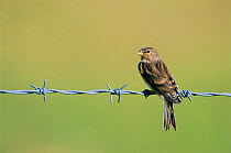 Twite perched on wire. (Acanthis flavirostris) Scotland Coll, Argyll