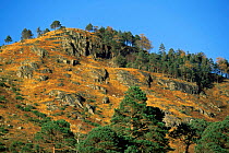 Scots pine (Pinus sylvestris) and Larch (Larix decidua) on hillside, Glen Etive, Scotland