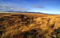 Moorland at Loch Gruinart RSBP reserve, Islay, Argyll, Scotland