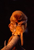 Rhesus macaque grooming young (Macaca mulatta) Keoladeo NP Bharatpur, India