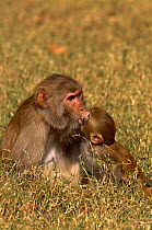 Rhesus macaque (Macaca mulatta) mother and young 'kissing', Bharatpur NP, Rajasthan, India