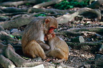 Rhesus macaque suckling young (Macaca mulatta) Puerto Rico.