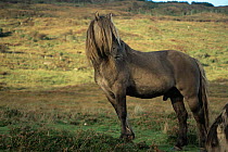 Rum Pony portrait, Highlands (Equus caballus) Scotland - Domestic horse