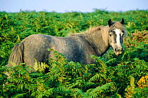 Dartmoor pony. Dartmoor NP (Equus caballus) England