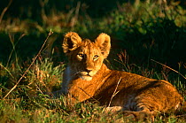 Lion cub at sunset (Panthera leo) Masia Mara GR, Kenya