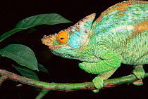 Parson's Chameleon {Chamaeleo parsonii} male on branch, La Madraka Farm, Madagascar. Showing colour change from 1039818