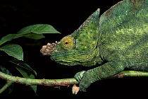 Parson's chameleon male portrait. Madagascar. Showing colour change from 1039817