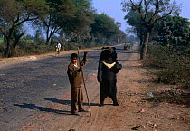 Asiatic black bear (Ursus thibetanus) dancing for tourists with handler, Uttah Pradesh, India