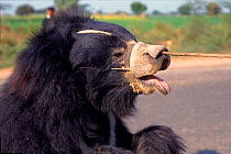 Head of dancing Sloth bear  Agra, India
