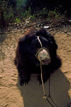 Captive dancing Sloth bear, Uttah Pradesh, India