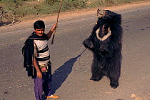 Dancing Sloth bear (Melursus ursinus) with handler. Agra, India