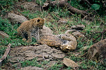 Leopard juveniles playing with tortoise (Panthera pardus) Kenya, Masai Mara