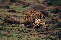Leopard (Panthera pardus) presenting young with food (hare). Masai Mara, Kenya, East Africa