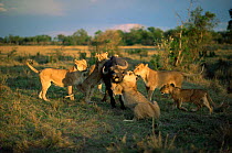 Lion pride (Panthera leo) bringing buffalo down, Masai Mara, Kenya Adult females & juveniles
