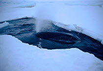 Bowhead whale at blow hole (Balaena mysticetus) Arctic