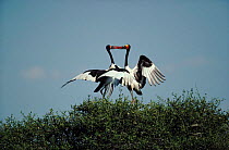 Saddlebill stork (Ephippiorhynchus senegalensis) courtship display, Masai Mara, Kenya, East Africa