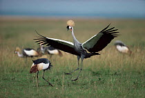 Crowned crane dancing courtship (Balearica regulorum) Masai Mara GR, Kenya