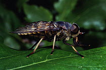 Horsefly (Tabanus bovinus) UK
