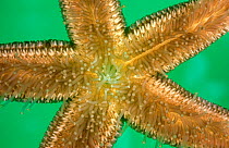 Common starfish tube feet (Asterias rubens) UK