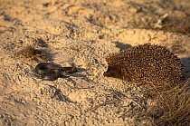 Hedgehog {Erinaceus europaeus} confronting Adder{Vipera berus} on sand, Poland.
