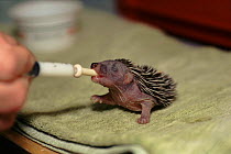 Hedgehog, orphaned 8-day-old baby being fed from syringe