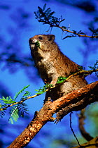 Tree hyrax (Dendrohyrax arboreus) eating acacia leaves Kenya, Masai Mara