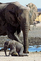 African elephant female helping baby (Loxodonta africana) Etosha NP, Namibia. Baby few days old
