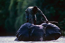 African elephant {Loxodonta africana} being bathed by handler, Garamba NP, northern Zaire