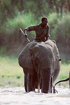 African elephant crossing river with rider, Garamba National Park, Democratic Republic of Congo. Forest race of elephant