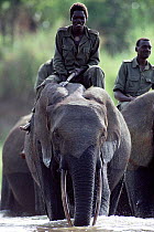 African elephants crossing river with riders. Democratic Republic of Congo, Garamba National Park.