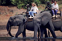 African elephants carrying tourists. Democratic Republic of Congo, Garamba National Park.