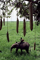 Guard riding African elephant beneath the fruits of a Sausage tree (Kigelia pinnata),. Democratic Republic of Congo, Garamba National Park