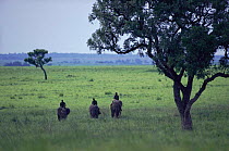 Domesticated African elephants (Loxodonta africana) ridden by forest guards on patrol, Garamba NP, Democratic Republic of Congo