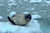 Leopard seal (Hydrurga leptonyx) hauled out on ice. Antarctic