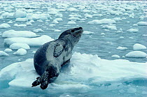Leopard seal hauled out on ice floe (Hydrurga leptonyx) Antarctica.