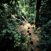 Chimpanzee troupe nut cracking in rainforest clearing (Pan troglodytes) Tai Forest, Ivory Coast, Africa