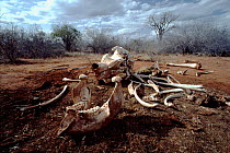 African elephant bones, from ivory poaching. Kenya, Tsavo National Park