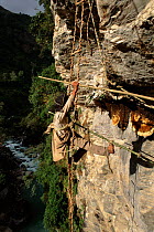 Collecting honey from cliff bee nests. Landrung, Nepal