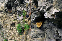 Man climbs down rope to collect honey from cliff bees' nests, Landrung, Nepal