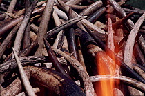 Burning of confiscated ivory, Nairobi, Kenya. Symbolic stand against illegal ivory trade.