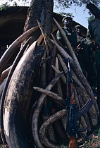 Stockpile of confiscated African elephant ivory {Loxodonta africana} Congo