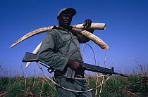 National Park warden with machine gun carrying  African elephant ivory {Loxodonta africana} from poached / dead elephants, Garamba NP, Congo