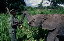 Park guard feeding domesticated juvenile African elephant {Loxodonta africana} Garamba NP, Congo